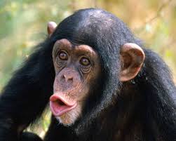 chimpanzee-picture - via Daymix