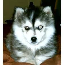 Photo of a gray Miniature Siberian