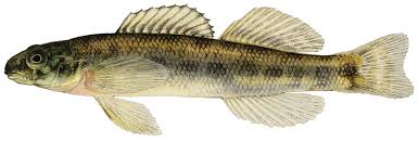   channel   darter