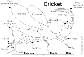 The actual cricket - via Daymix