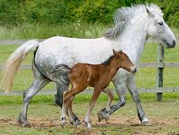 The Eriskay  Pony  