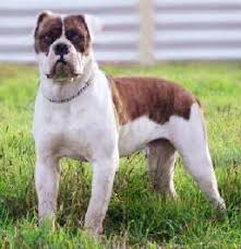 American Bulldog Dog - via Daymix