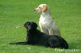 category Dog or around - via Daymix