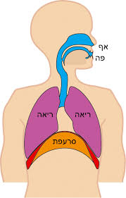 http://upload.wikimedia.org/wikipedia/commons/9/95/Diafragma_ademhaling_hebrew.gif