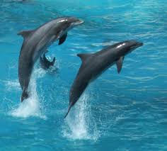      any future  dolphin   accidents and    