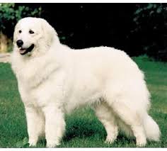 KUVASZ