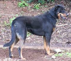      Les Ombres Valeureux  Beauceron  