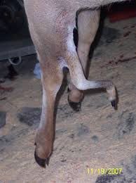 Five Legged  Deer   Photos
