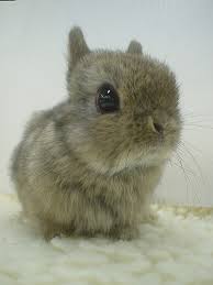 Japanese Bunny