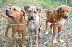   animal   rescue shelter