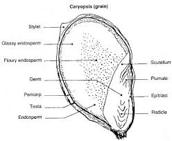 The endosperm may be corneous - via Daymix