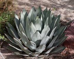 Photo of  Agave  palmeri
