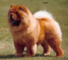 Chow Chow (Rough)
