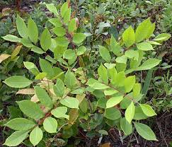 http://www.duke.edu/~cwcook/trees/tove.html