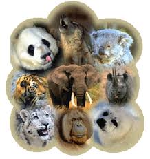   Endangered   Animals