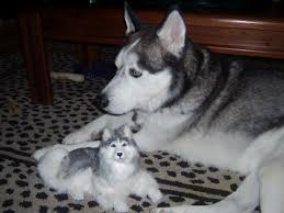 THE HUSKY HAS FOUND A NEW FRIEND