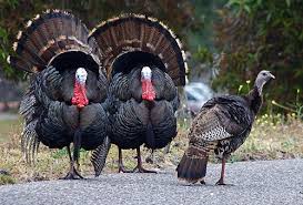 Thanksgiving Facts