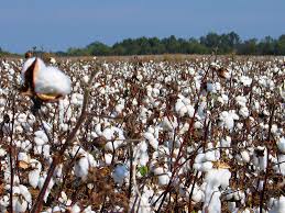 The cotton fields stunk from a