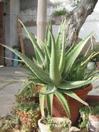 You can grow  Aloe  herbal