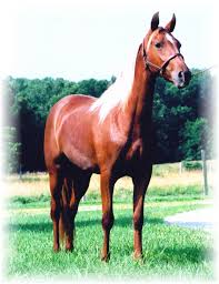 Which of my  horses   do you think is    