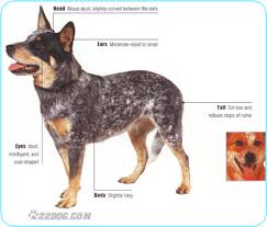   Australian Cattle Dog  