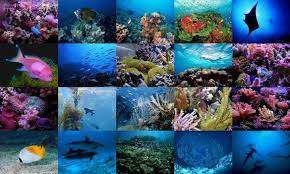 corals and plenty of fish - via Daymix