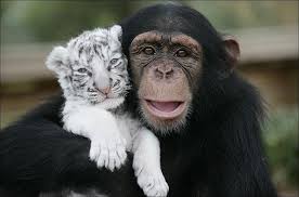 Chimpanzee and tiger - best - via Daymix