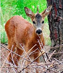 Unicorn deer