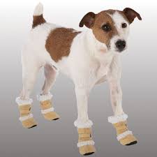  x3cb x3edog boots x3c b x3e