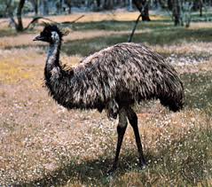 Did you know that an emu's