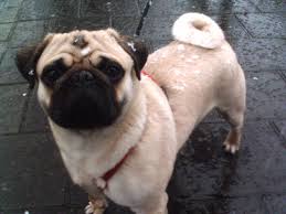 Django the Pug