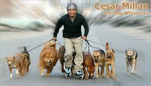 from the Dog Whisperer - via Daymix