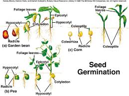 Monocot vs Dicot seed - via Daymix