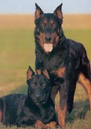 Beauceron - Beauceron Picture
