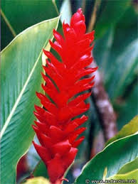  Alpinia  purpurata