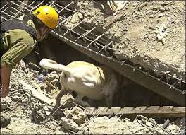 An Israeli soldier and a  rescue dog      