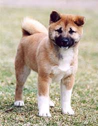  Akita Puppy    Akita   BACKGROUND