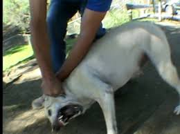 The Dog Whisperer - via Daymix