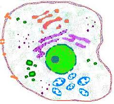  How  Cells   Work 
