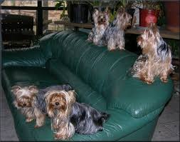 Mardi Gras  Yorkies   By Snooks Wilder