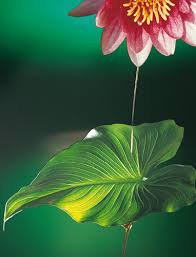 Ayurveda | Slimming Pills