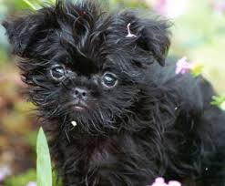 precious  affenpinscher   puppy    