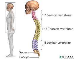 The  cervical vertebrae  make up