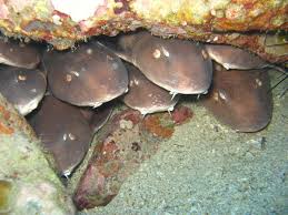   Crazy   Bamboo Sharks