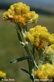 helichrysum