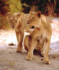 Wildlife Pictures From Africa