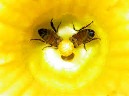 It's two bees - via Daymix