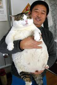 A super fat cat - via Daymix