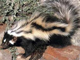 zorilla
