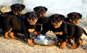Class x26quot Imported Rottweilers and